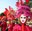 Xerrada: La tradició de Carnestoltes