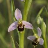 Xerrada: Les orquídies de Gallecs.