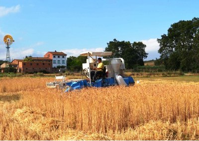 Jornada tècnica: La llaurada reduïda i l’ús d’adobs verds en la rotació de conreus herbacis extensius ecològics.