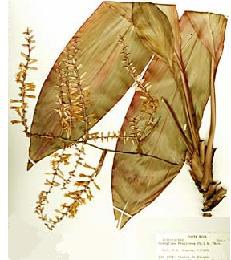 Exposició: Terminologia i variació en els noms populars de les plantes.