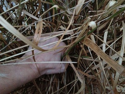 Trobada amb la coreògrafa libanesa Danya Hammoud.
