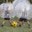 BUBBLE SOCCER aux