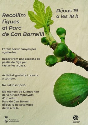 Recollim figues al Parc de Can Borrell.