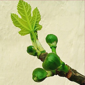 figues a can borrell aux
