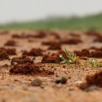 Presentacio formigues aux