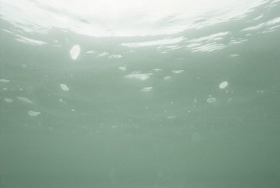 L'APARADOR: "Natusfera improbabilitas" de JONÀS FORCHINI dins del cicle "Això que no m'ensenyes" a cura de Mercè Vilà Rigat.