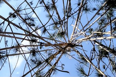 Imatge gràfica del cartell.