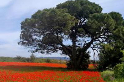 Paisatge de Gallecs.