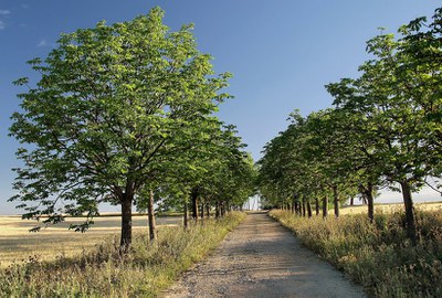 Viatge en el temps: Caminada teatralitzada per Gallecs.