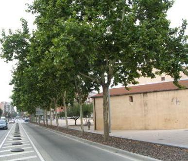 Plàtans d'ombra a l'avinguda d'Antoni Gaudí