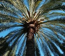 Palmera-port.jpg