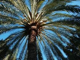 Palmera.jpg