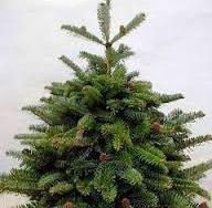 Recollida dels arbres de Nadal.