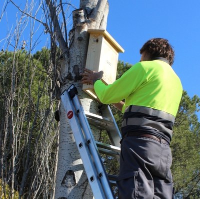 L'Ajuntament instal·larà nius de ratpenats i orenetes per reduir la població de mosquits .