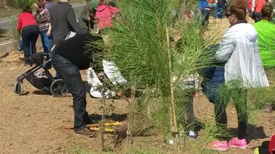 Èxit de participació a la Festa de l'Arbre .