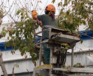 Comença la campanya de poda de l'arbrat.