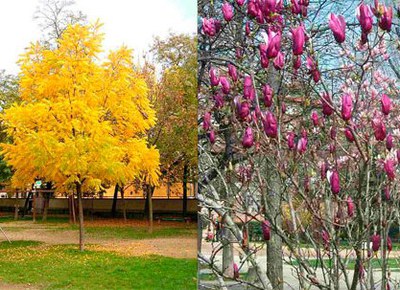 Nova campanya de plantació d'arbres .