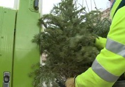  Els arbres de Nadal també es reciclen.