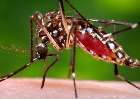Mesures als embornals per prevenir l'aparició de mosquits tigre i rosegadors .
