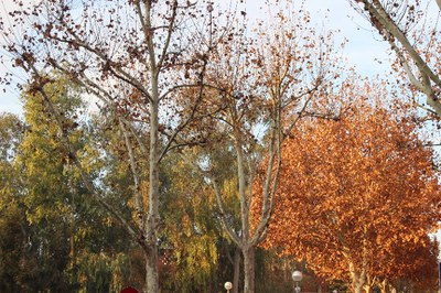 Campanya d'hivern de plantació d'arbres .