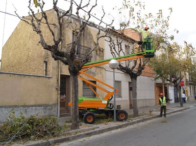 Comença la campanya de poda de l'arbrat.