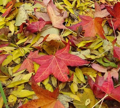 Campanya especial de recollida de fulles .