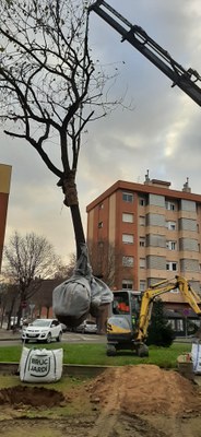 Comença la campanya de plantació d’arbres .