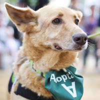 adopta