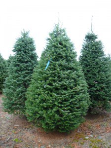 Punt de recollida d'arbres de Nadal