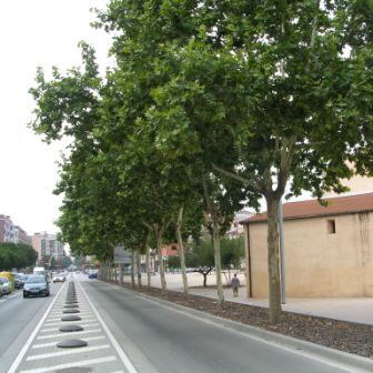 Plàtans d'ombra a l'avinguda d'Antoni Gaudí