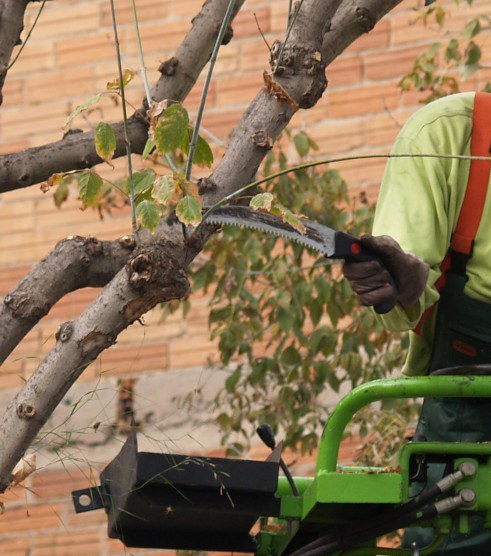 Operaris podant l'arbrat viari