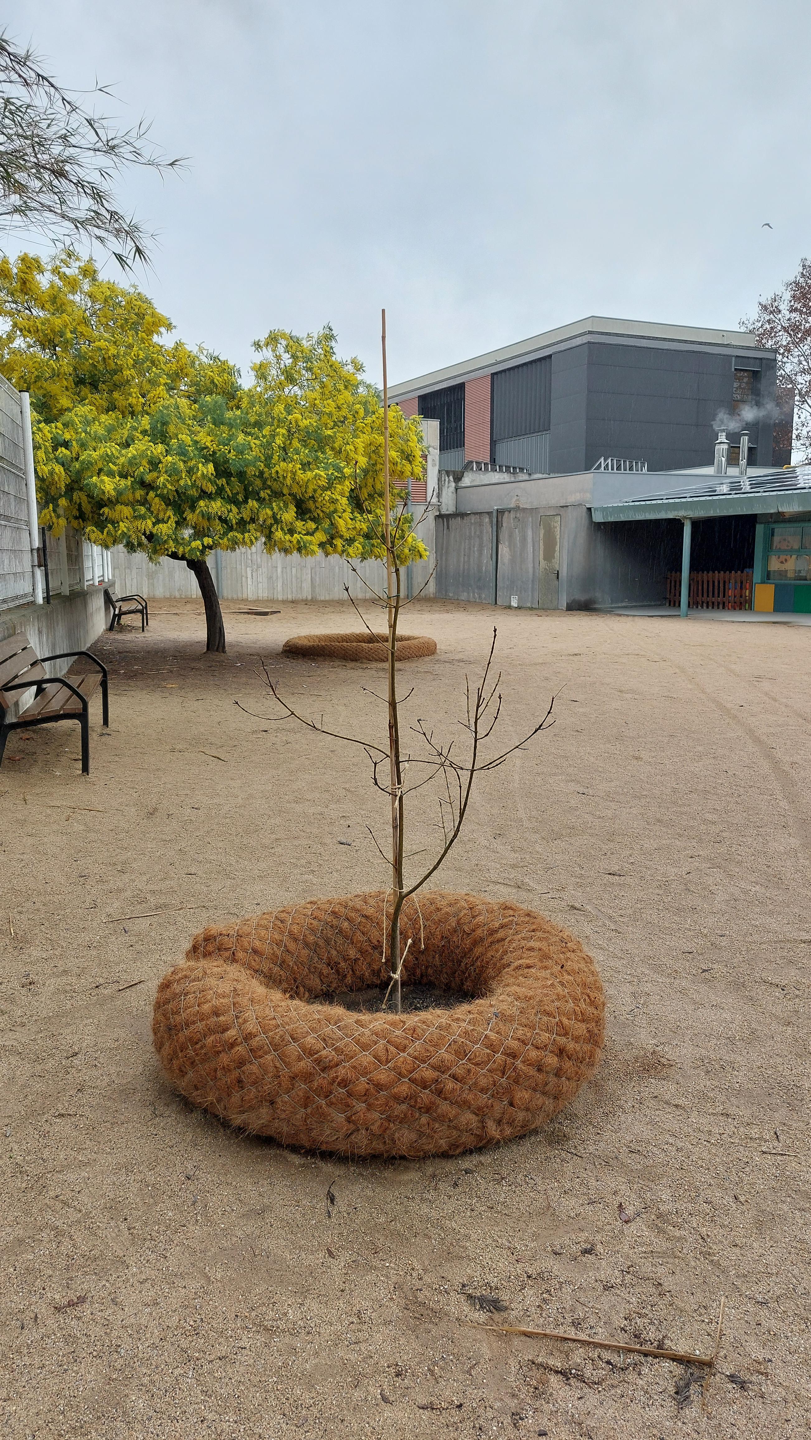 Biorotlles amb arbre