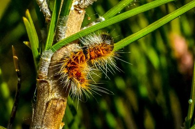 Els tractaments fitosanitaris redueixen la processionària a Mollet