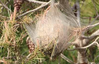 Bossa de processionària.