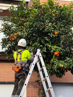 Es recullen 4.200 taronges del carrer de Santa Rosa per fer-ne melmelada.