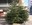Es reprèn la campanya de recollida d’arbres i plantes de Nadal