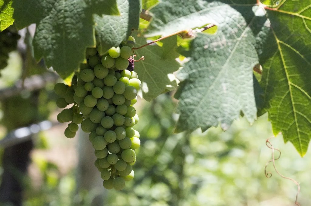 IX Jornades monogràfiques. El món del vi i el cava al Baix Vallès (2006).