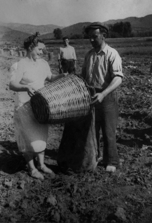 Joan Tura Ros i la seva esposa, Roser Mas Giménez, l'estiu de 1938. Aprofiten el permís del servei militar del Joan per recollir la patata primerenca, un dels productes que els va donar viabilitat econòmica. Fotografia de Josep M. Sagarra i Plana, qui fou fotògraf de la Generalitat i fotoperiodista prestigiós. Depurat pel franquisme, se li negà el carnet i no va tornar a publicar a cap diari. Font: família Tura Mas.