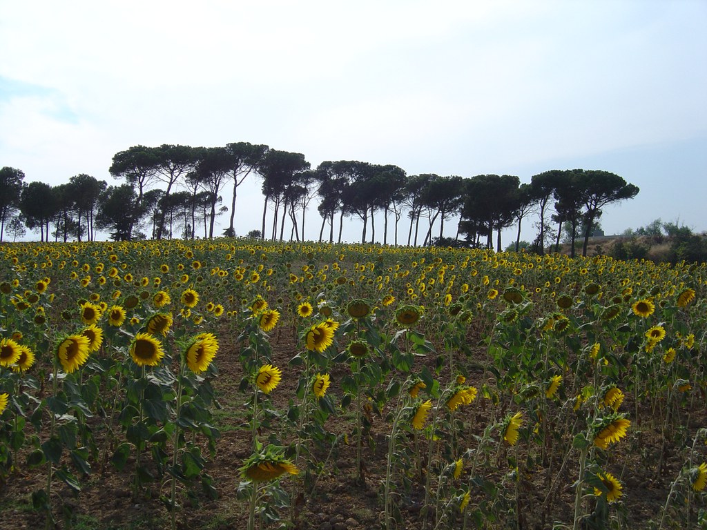 Parc dels Pinetons.