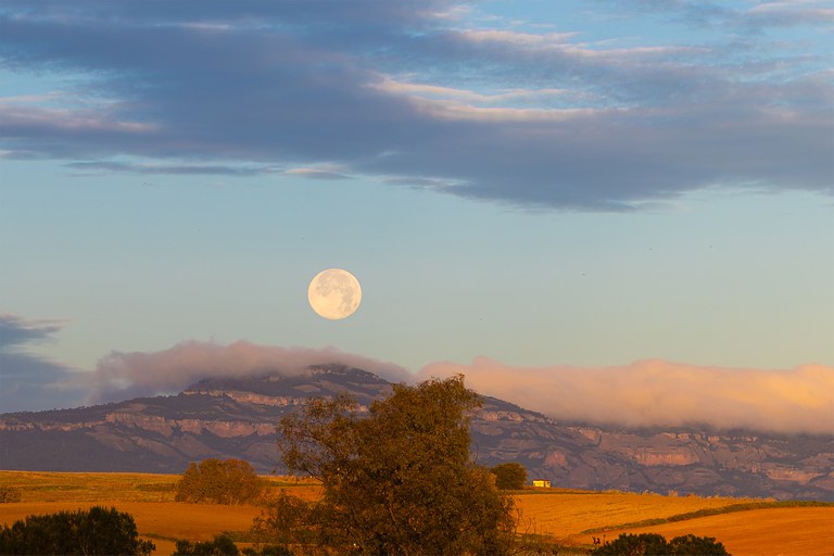 Luna sobre campos dorados