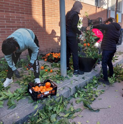 Nois recollin taronges