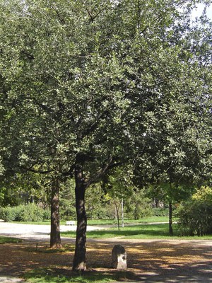 Roure del Mil·lenari