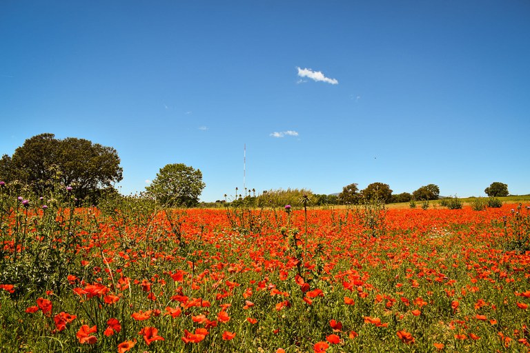 Descobrint Gallecs.png