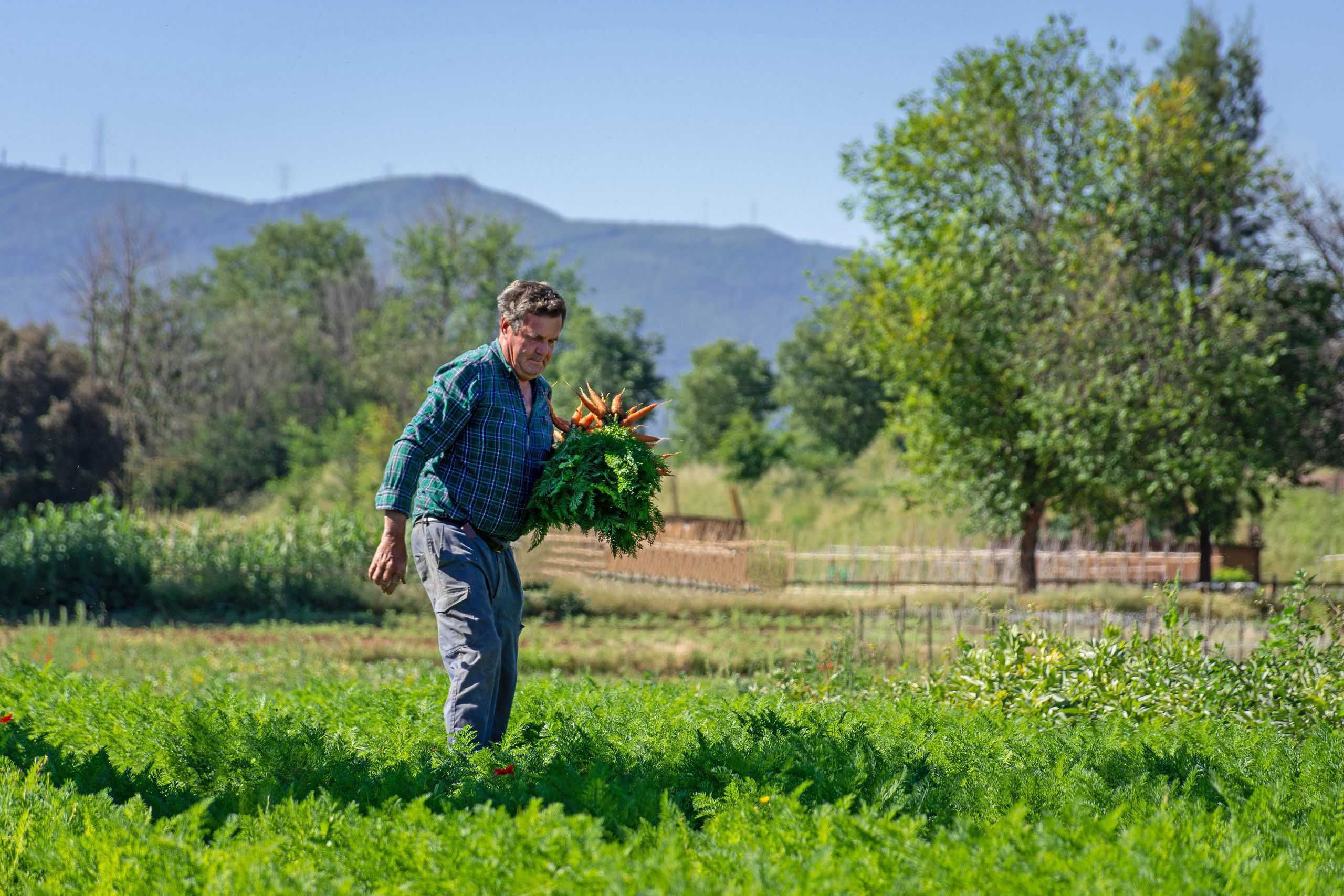 Gallecs
