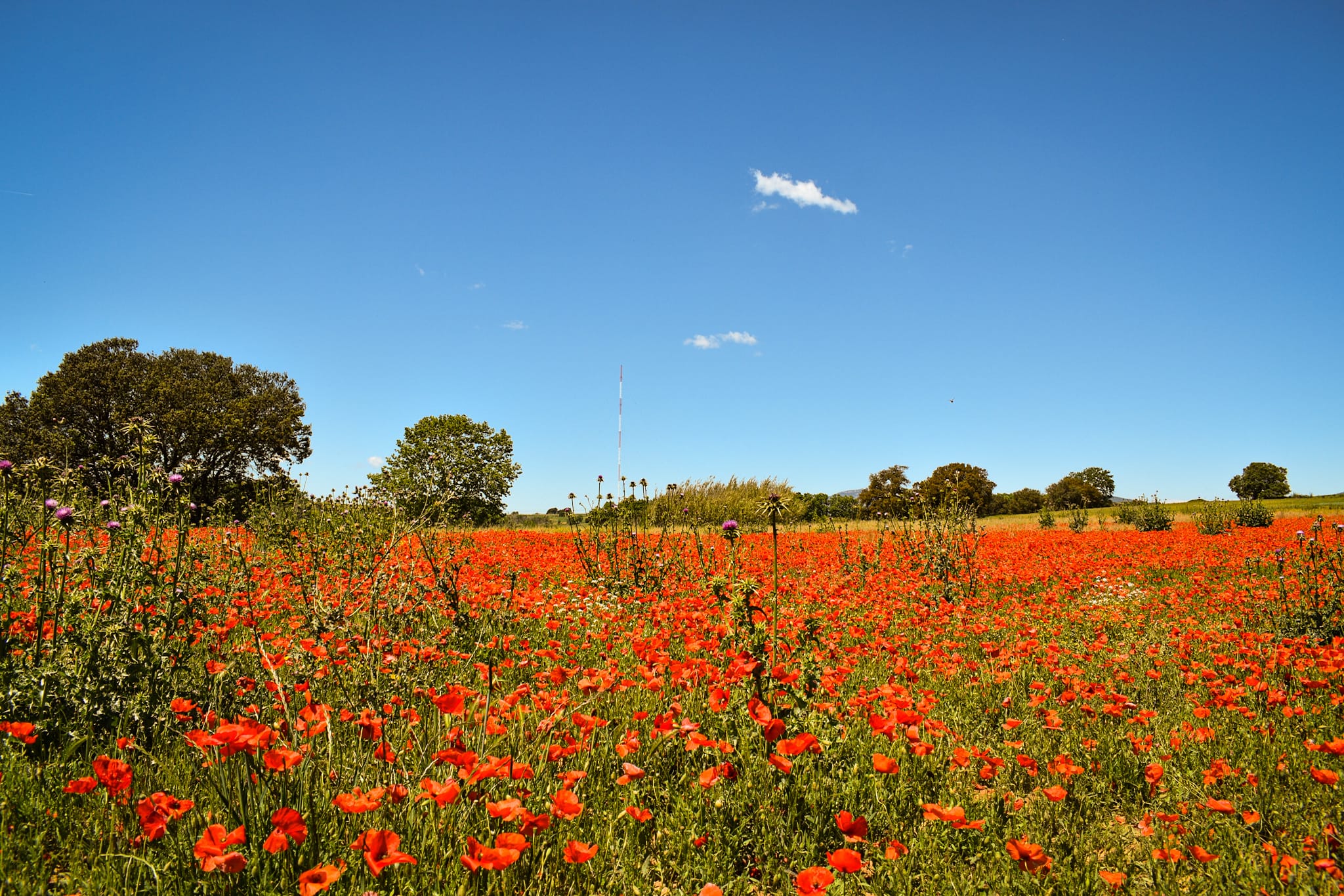 Descobrint Gallecs.png