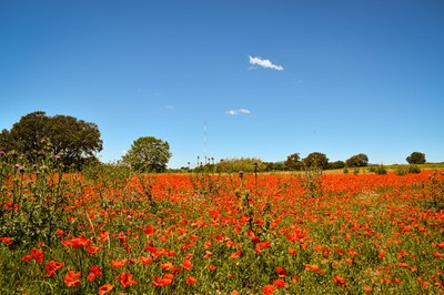 Descobrint Gallecs.png