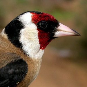 cadernera.jpg