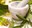 Cicle de xerrades Parlem de Salut: Remeis naturals per millorar la salut