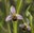 Xerrada: Les orquídies de Gallecs