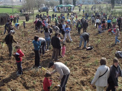 Festa de l'arbre.